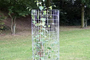 Tree Guard Mesh In Punjabi Bagh